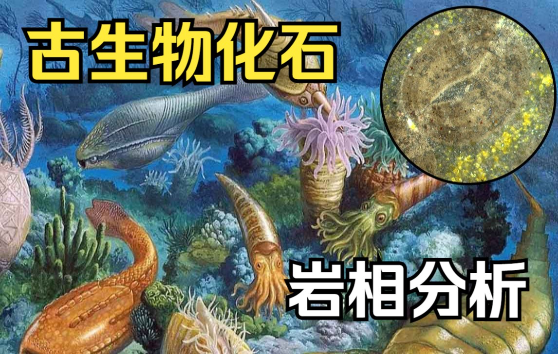 34亿年前寒武纪时代的古生物化石—岩相分析哔哩哔哩bilibili