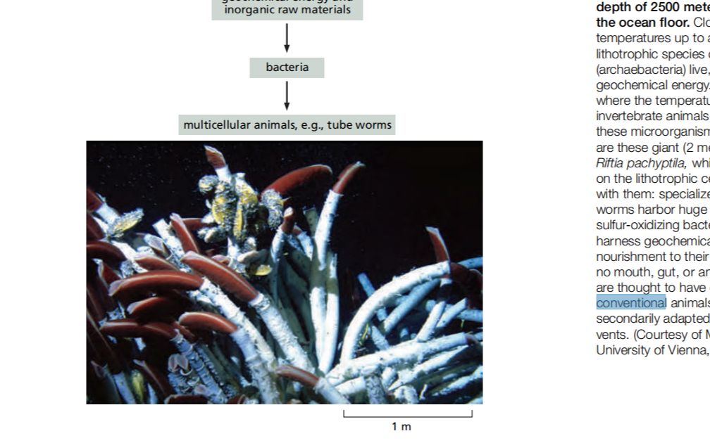 生物原版教科书《细胞的分子生物学》带读1.13细胞从多种能量来源中获能哔哩哔哩bilibili