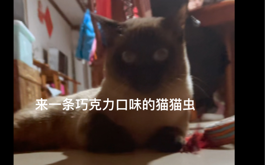 [图]【踩点向】沉 浸 式 逗 猫