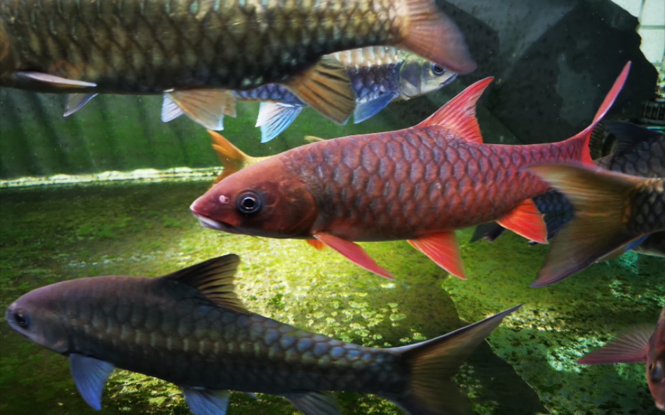 记录一下新收的哥拉巴拉红吉罗鱼