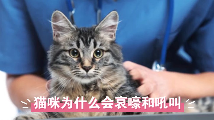 猫咪为什么会哀嚎和吼叫?哔哩哔哩bilibili