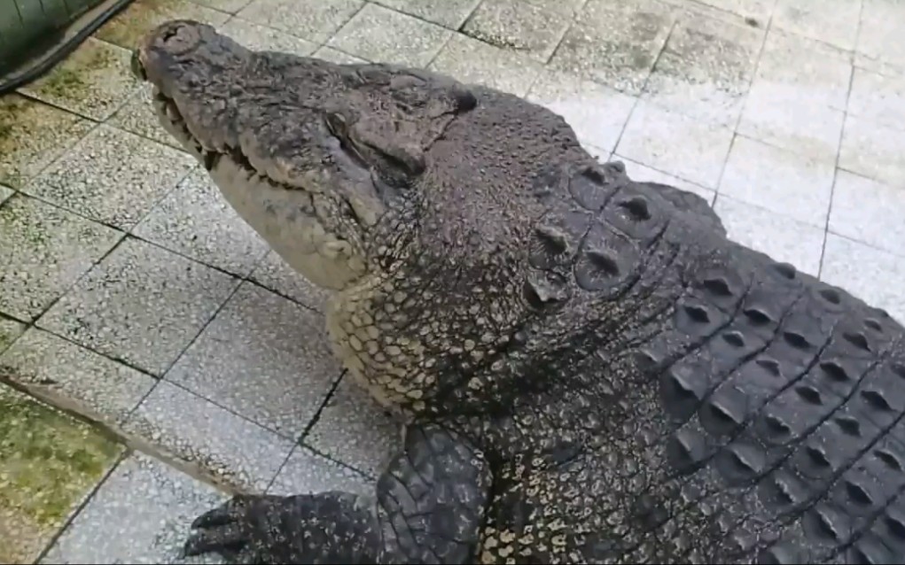 中国鳄鱼王小河在台南时的珍贵影像