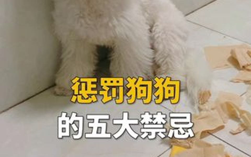 惩罚狗狗的五大禁忌哔哩哔哩bilibili