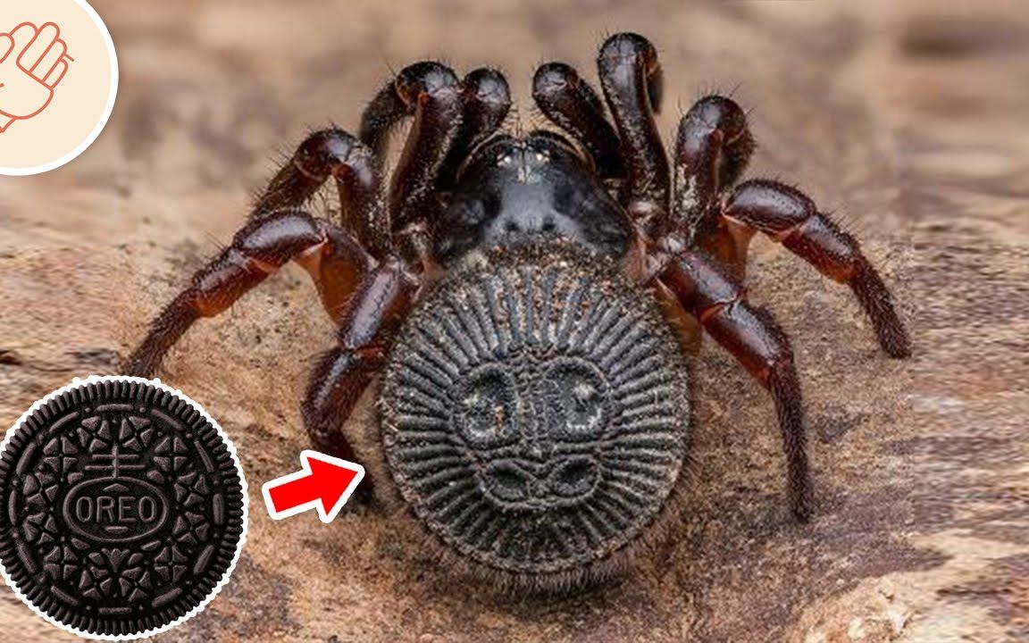 屁屁上有oreo饼干的蜘蛛|稀有珍贵蜘蛛