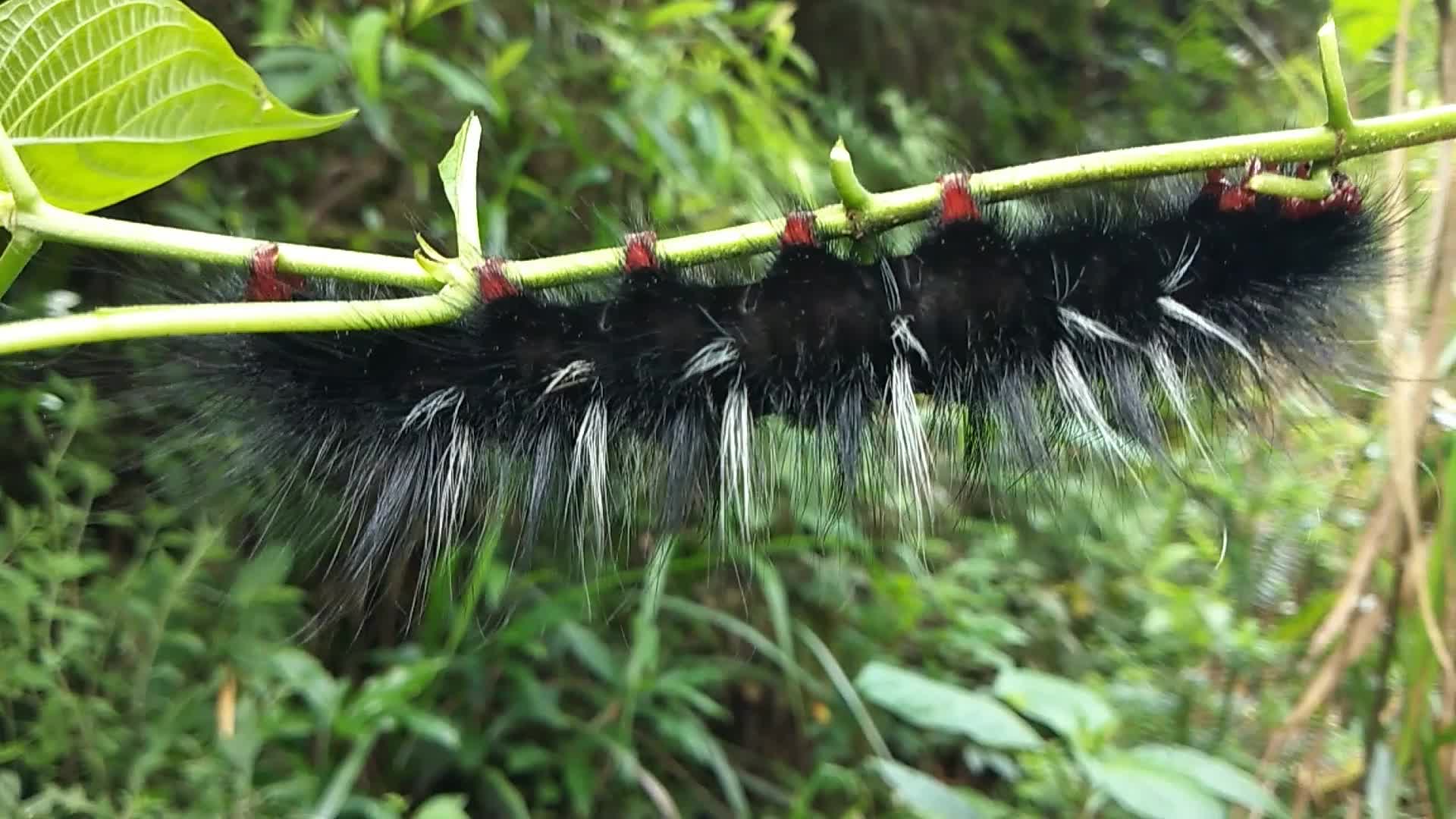 [图]多年不见的毛毛虫长那么大了，给大家见识一下