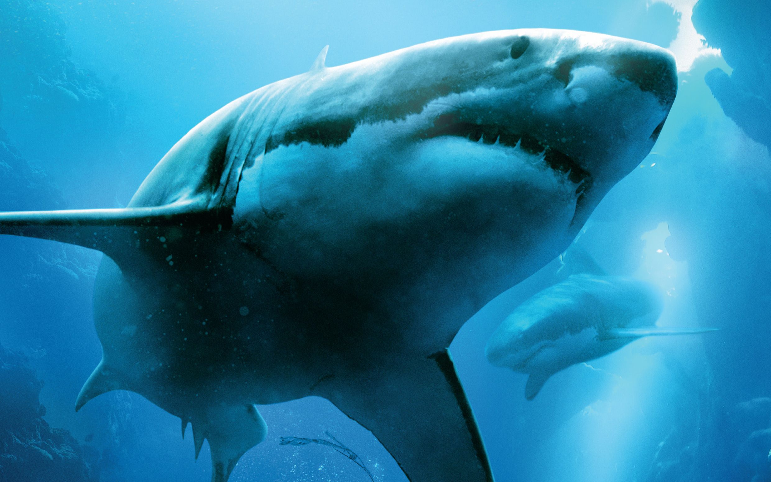 少女大白鲨离家只为奔现,远赴10000多公里外的澳洲