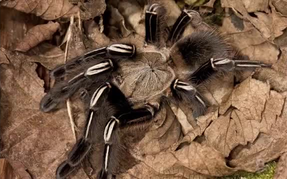 【最凶猛的捕鸟蛛top】自助gbm_哔哩哔哩 (゜-゜)つロ 干杯~-bilibili