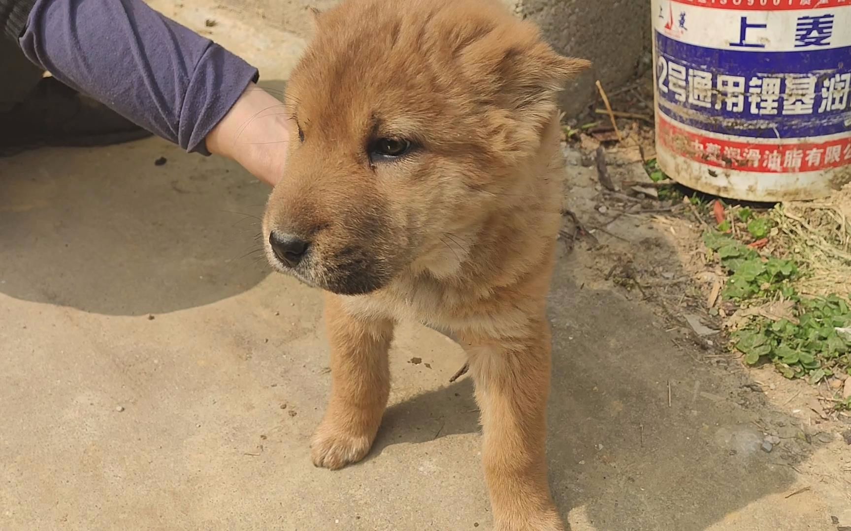 帮粉丝选的狮子头小奶狗,头版大耳朵小,胆大对人温顺