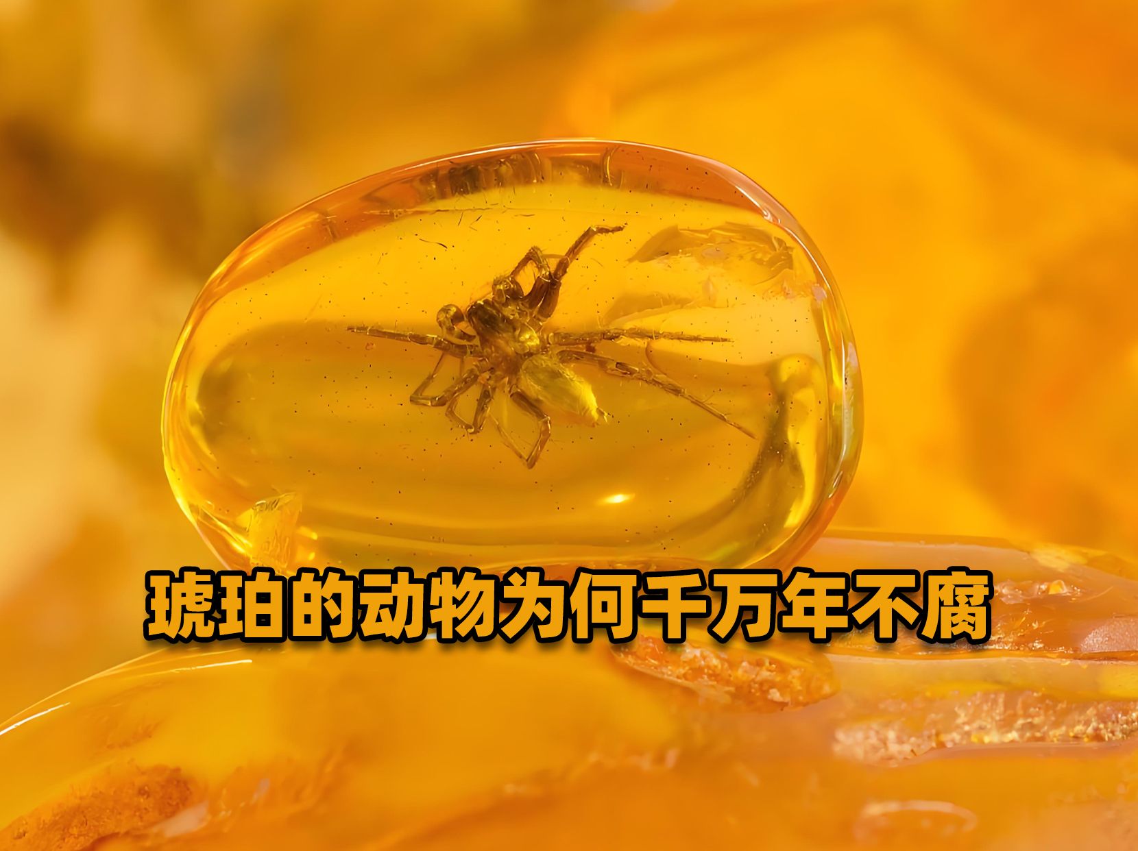 琥珀中的动物千万年不腐,这是为什么?