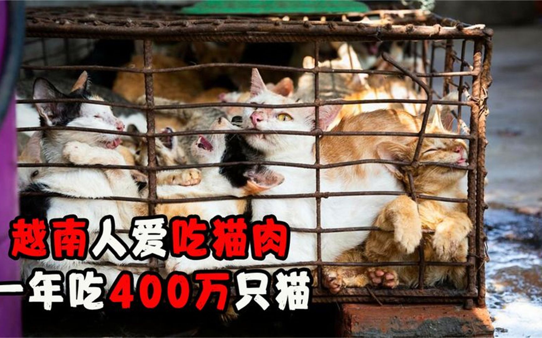越南人爱吃猫肉,一年吃掉400万只猫,为什么我国不吃?