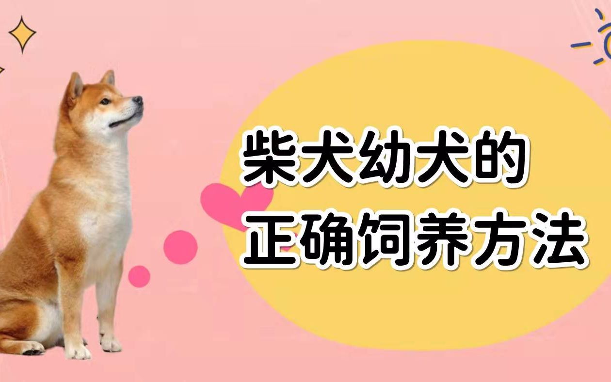 柴犬幼犬的正确饲养方法,记住这6个要点哔哩哔哩bilibili