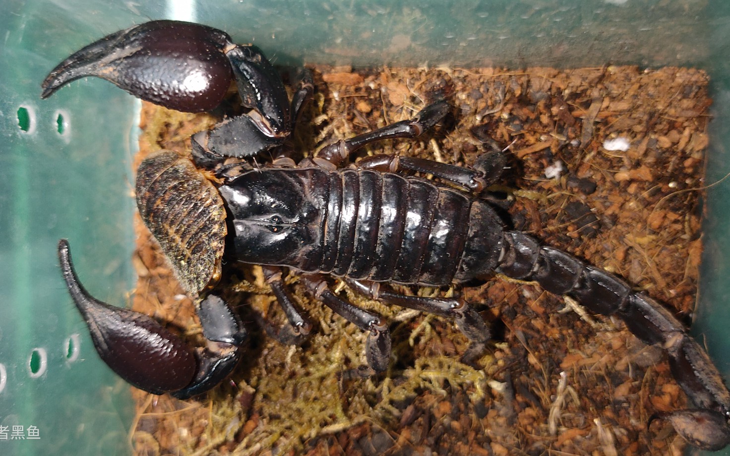 巨型蝎子秒杀蟑螂
