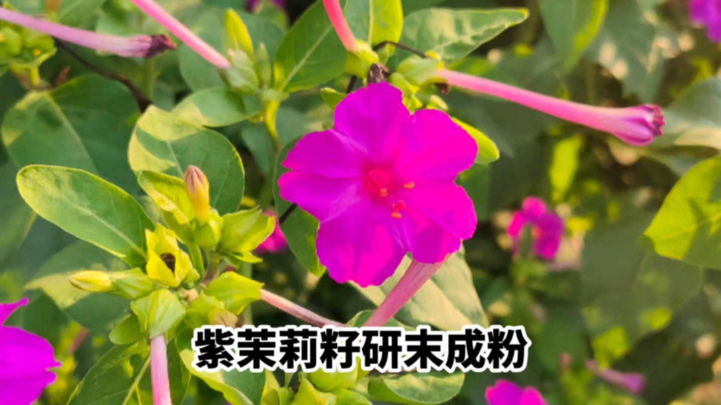 名字最多的植物,种子可做面膜,你认识吗?哔哩哔哩bilibili