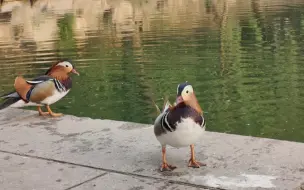 Скачать видео: 清华的鸳鸯，我劝你有点边界感