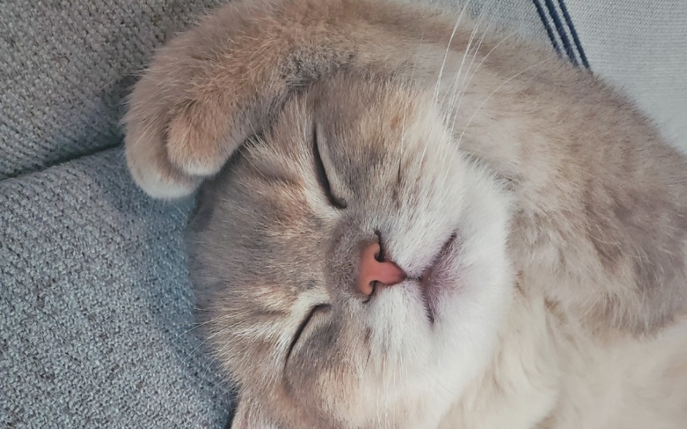 小猫咪躺平都是可爱的