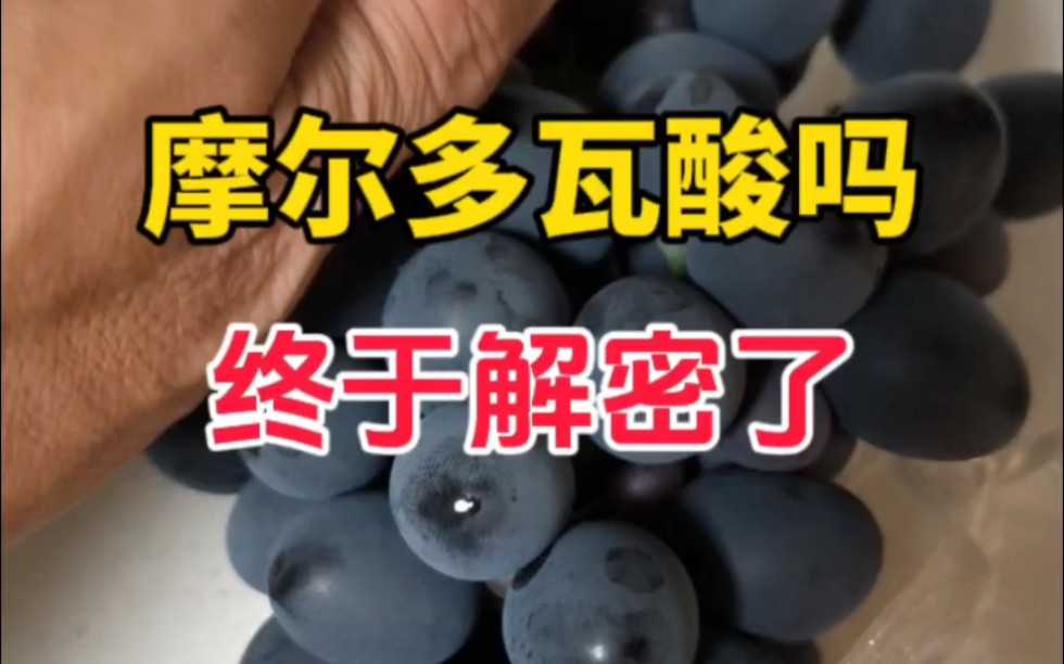 摩尔多瓦开吃,到底到底酸不酸?解惑了!