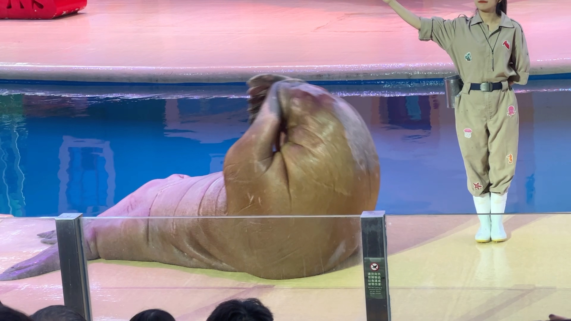 今天是,大海豹仰卧起坐!