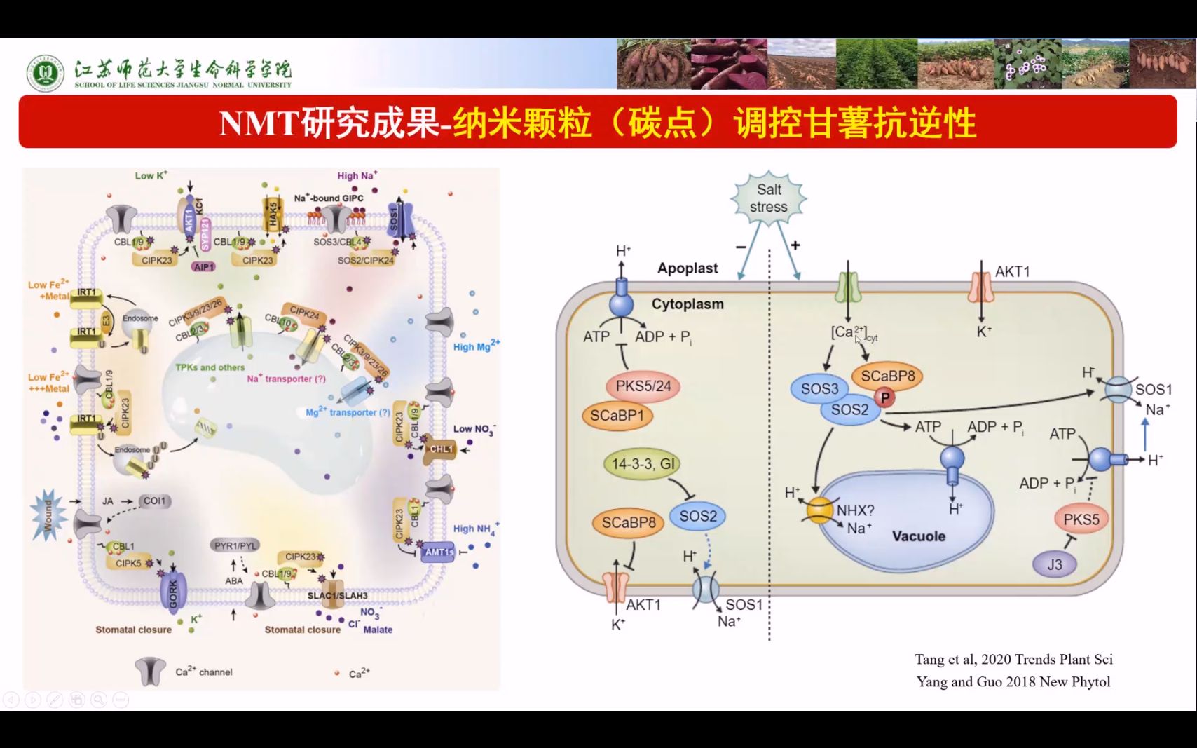 被引1600次文章一作,NMT在植物耐盐/抗病机制研究上的成果汇报;NMT在重金属、钙信号等方向上的应用经验;自由交流:NMT实验思路、实验设计、设...