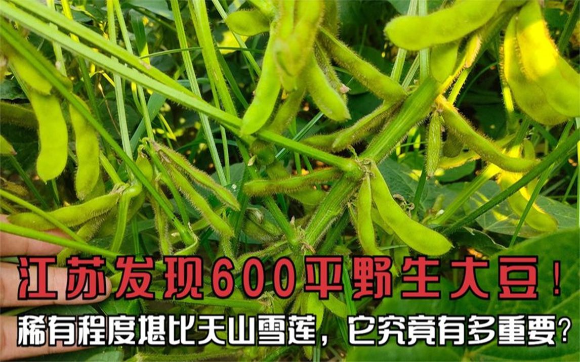 [图]江苏发现600平野生大豆，稀有程度堪比天山雪莲，它究竟有多重要