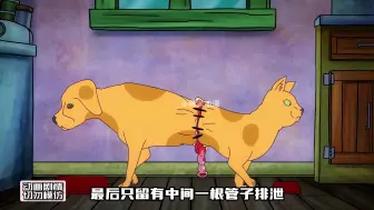 Tải video: 猫狗