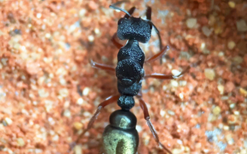 【褐足牛蚁】金色传说