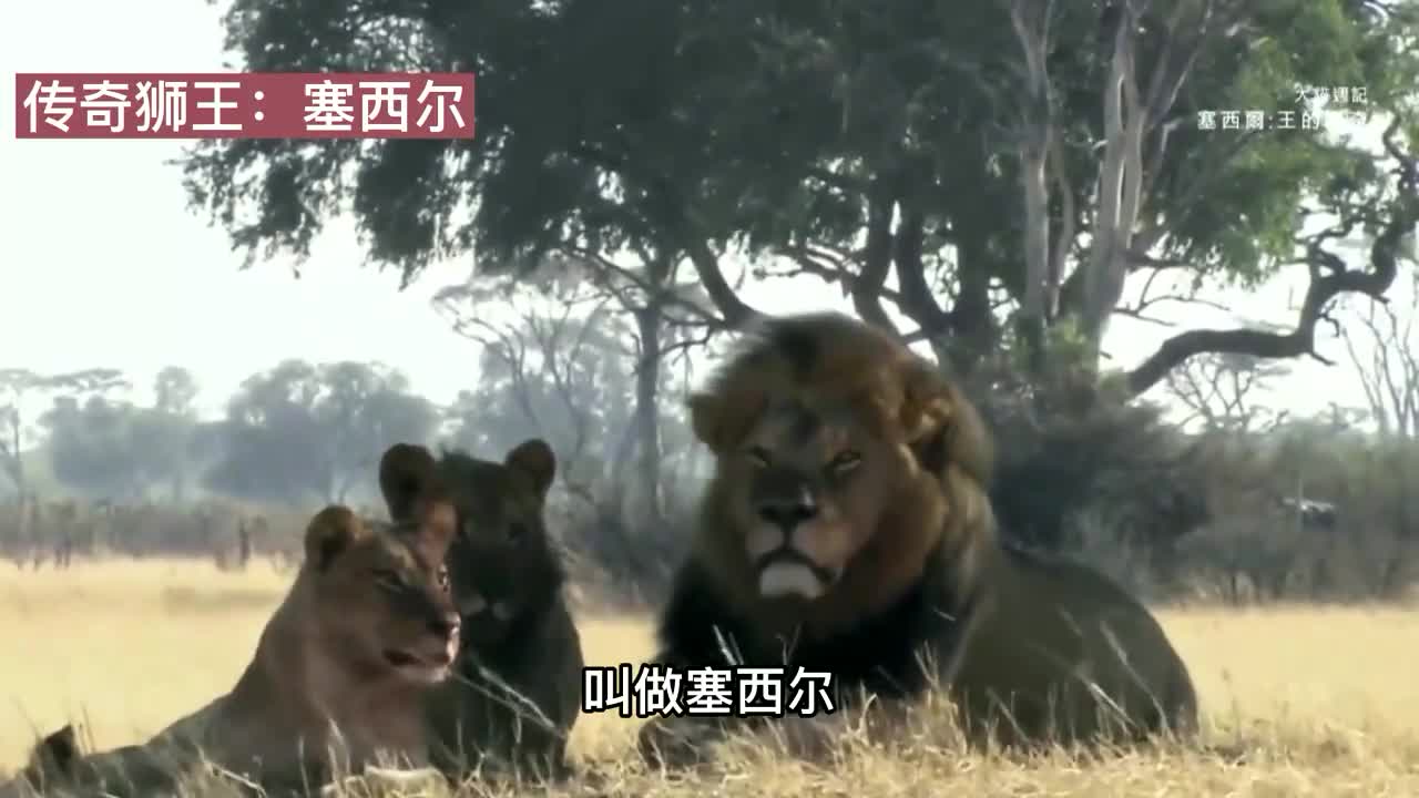 狮王以一敌二不落下风,善捕食大象,与敌人结盟,最后遭人类偷猎