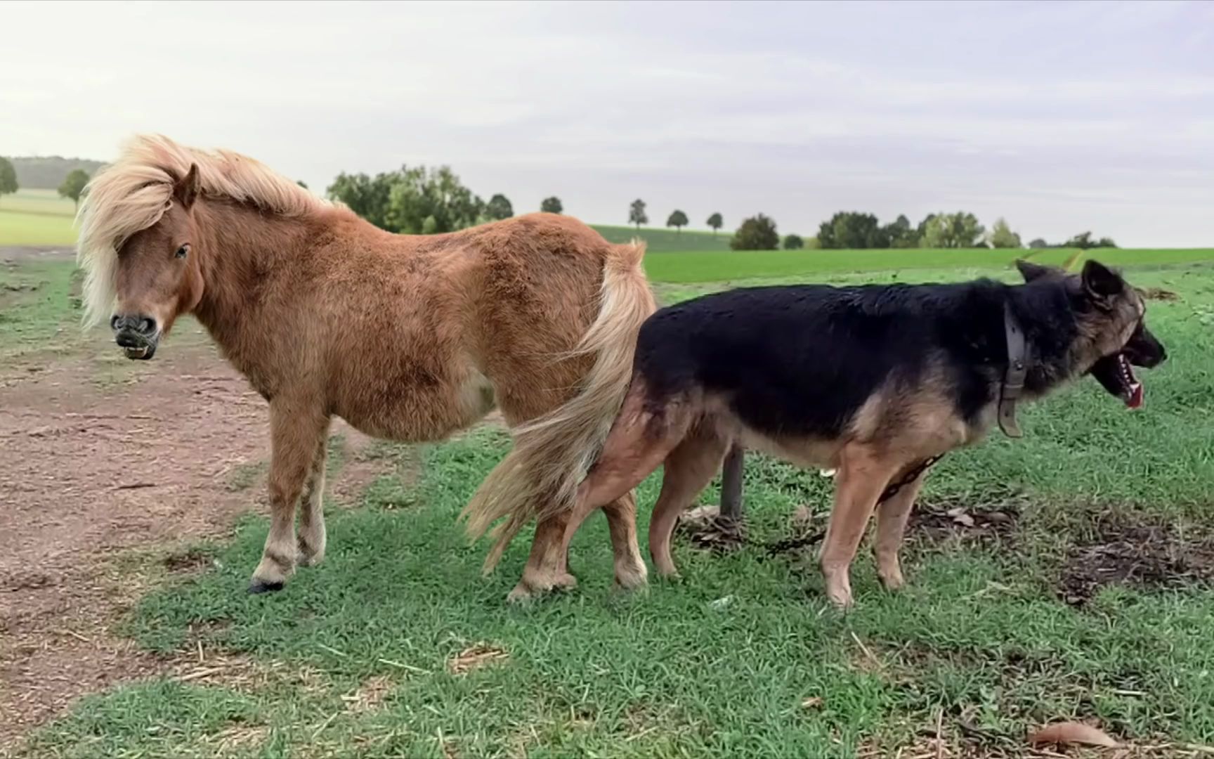 马98和狗95的情谊 amazing pony and dog friendship