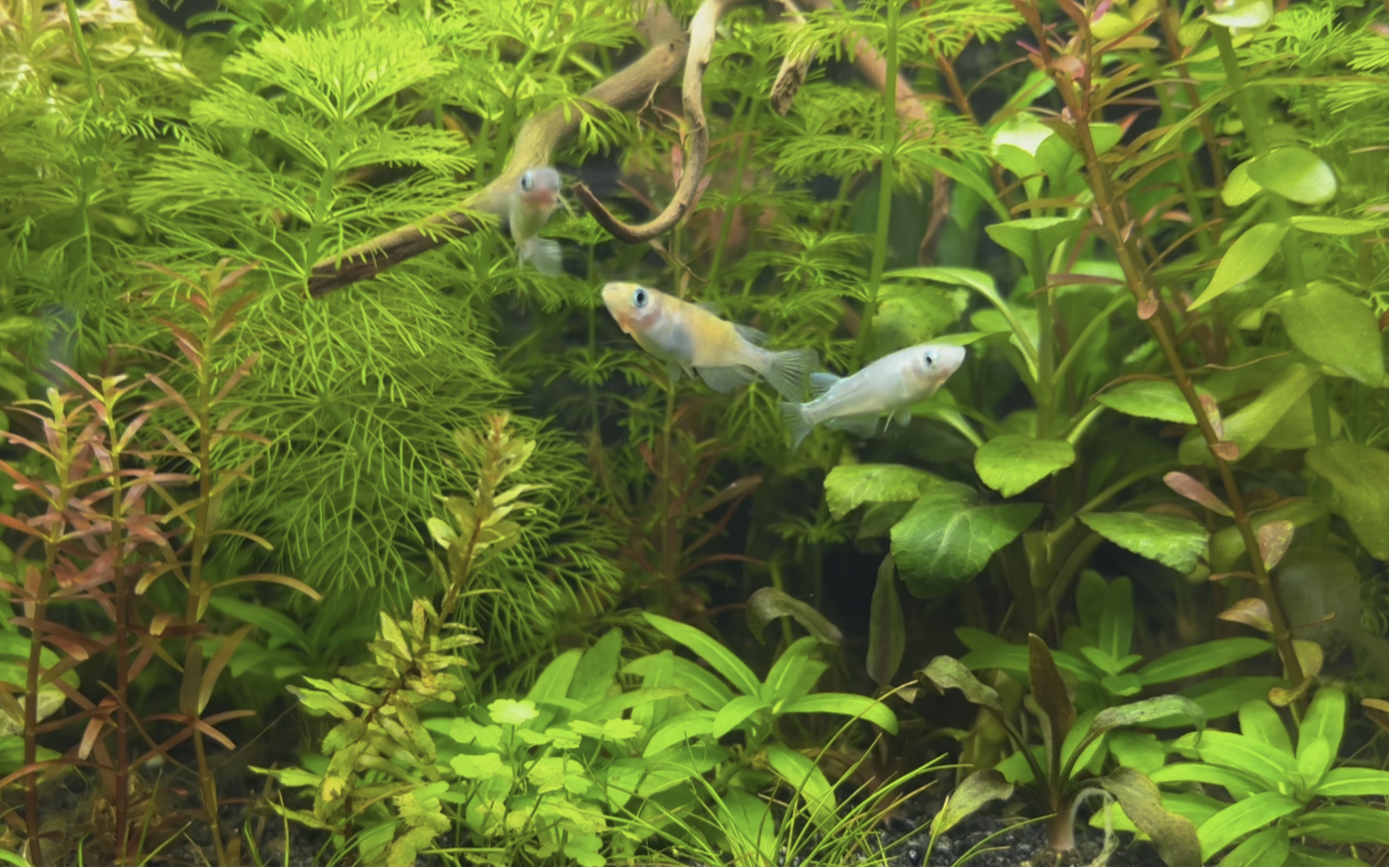 活动  观背青鳉 三无缸 草缸