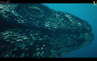 恐竜 哔哩哔哩 Bilibili