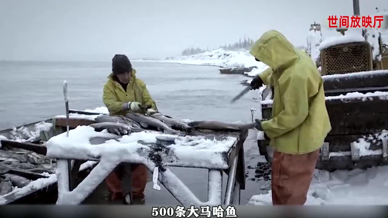 北极夫妻利用中国捕鱼机,每天能捕500条鱼!纪录片