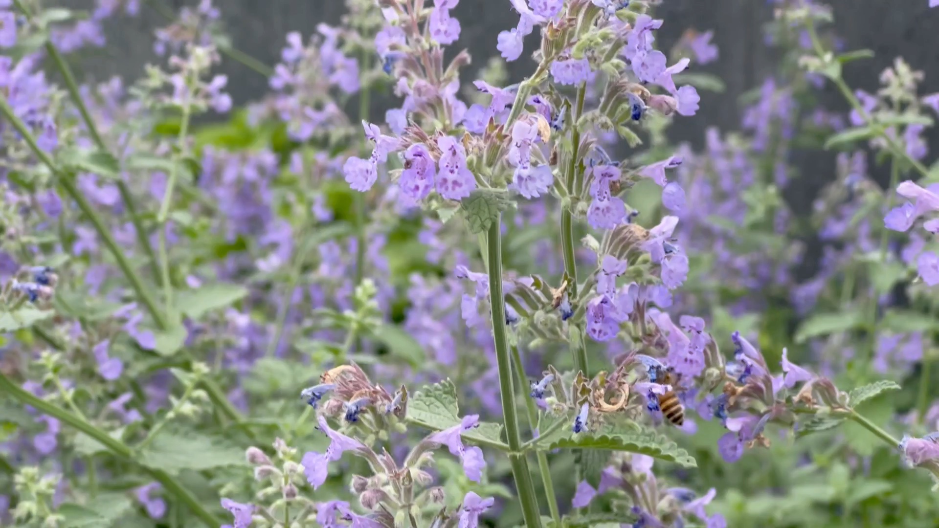 六座大山荆芥与蜜蜂