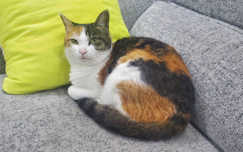 【卡里的猫咪】胖胖的三花圆圆