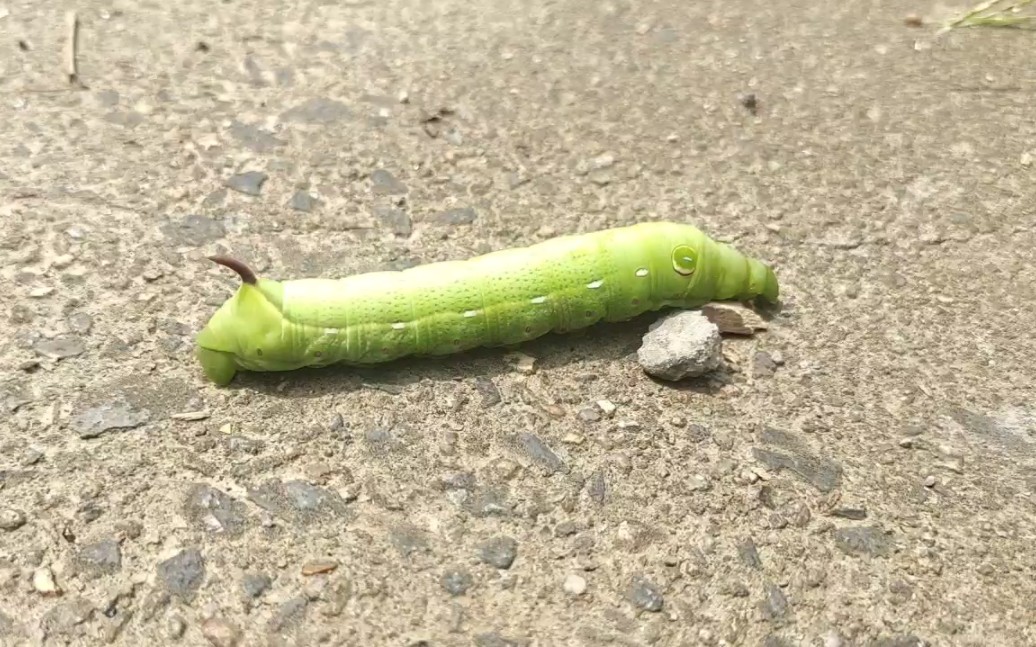 大肥虫的运动生涯!