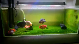 从零开始养金鱼第四天 检疫的重要性 初期病征已经显现 哔哩哔哩 Bilibili