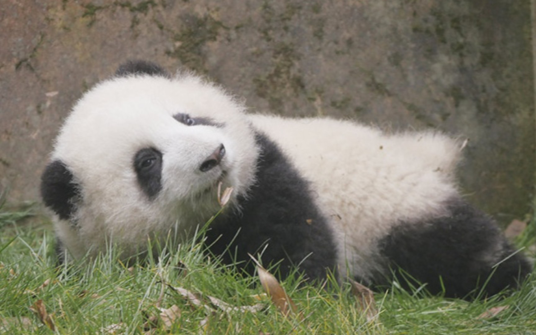 大熊猫和花太阳当空照花花对我笑