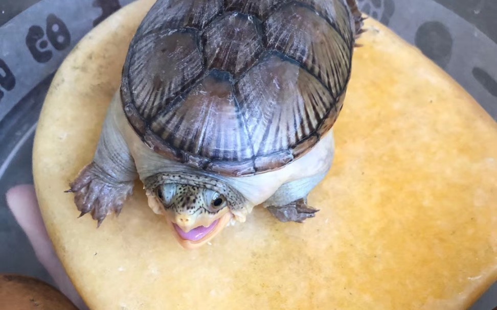 【窄桥蛋龟】 窄桥互动像疯了一样 插对翅膀就能上天了_哔哩哔哩 (゜