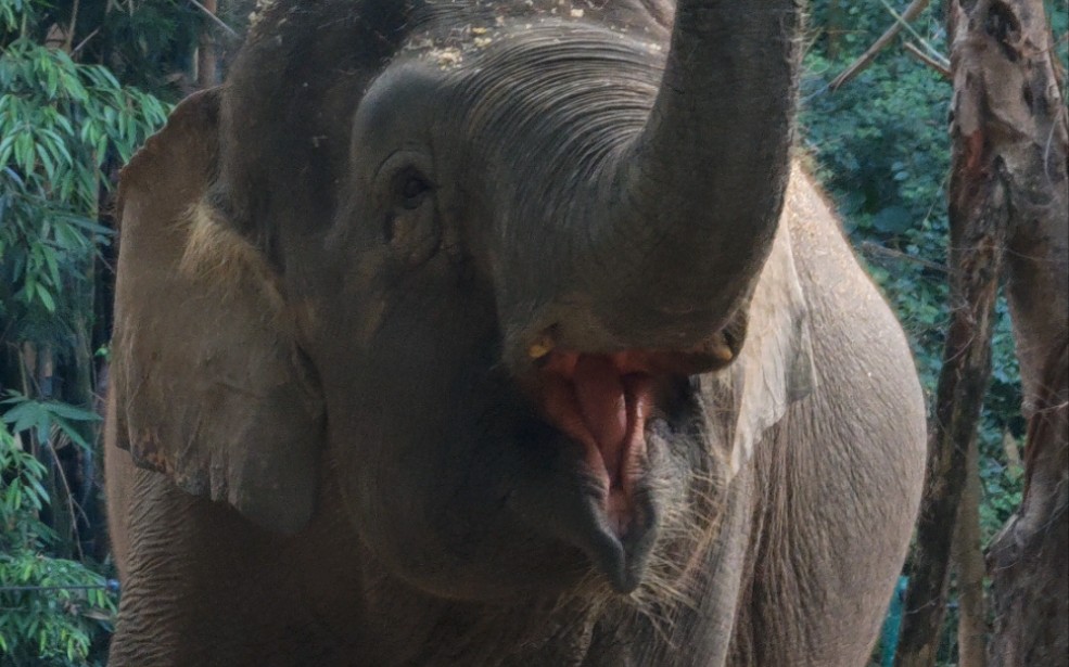 【亚洲象凯恩】超可爱的姨姨