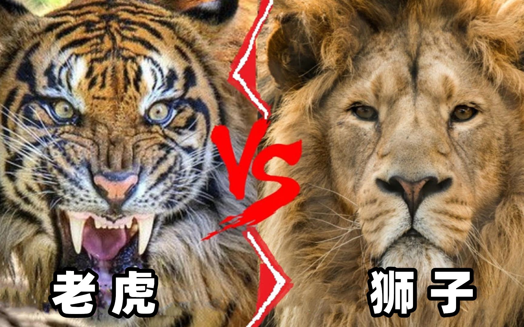 老虎vs狮子究竟谁才是真正的兽中之王