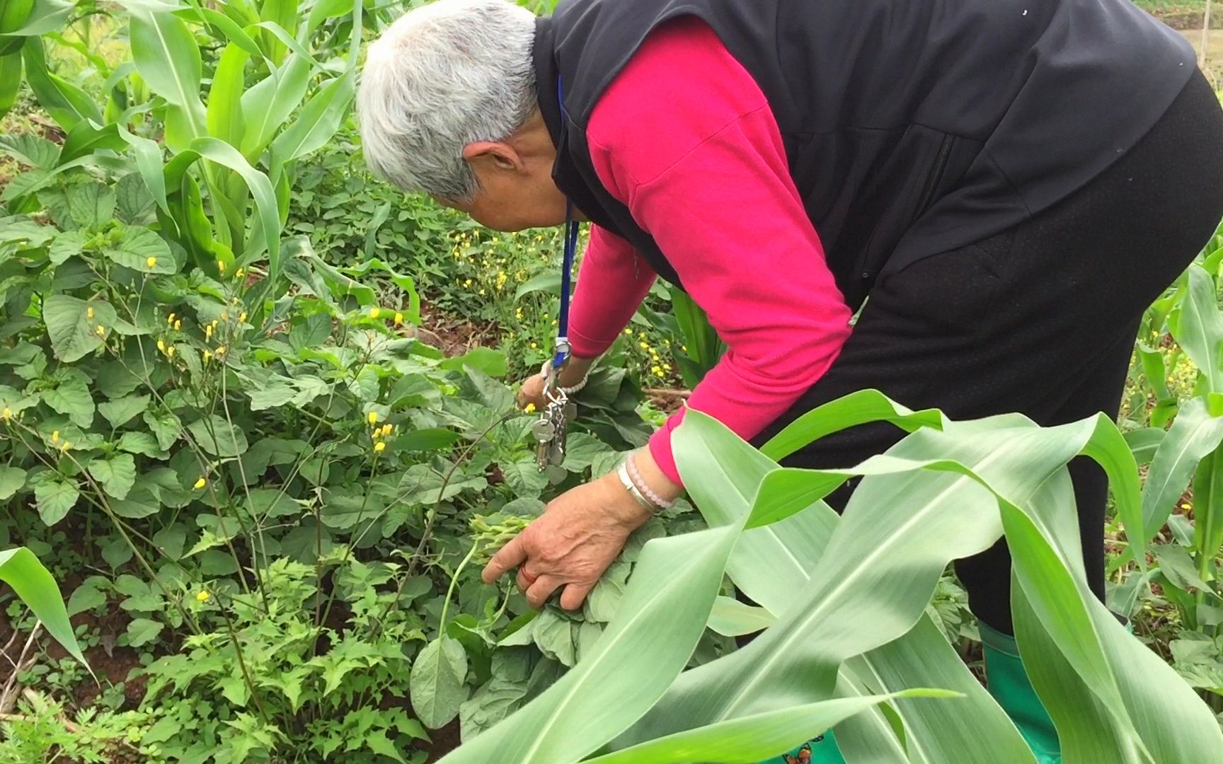 奶奶在玉米地發現一大片野菜,又嫩又新鮮,激動得喊鄰居一起來摘