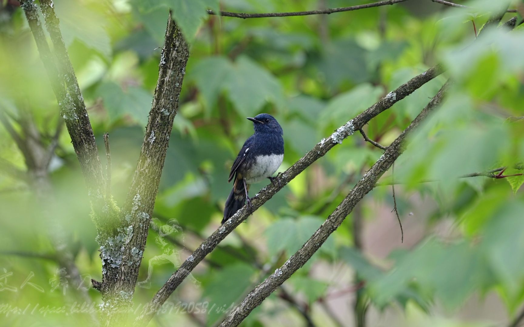 白腹短翅鸲 歌唱