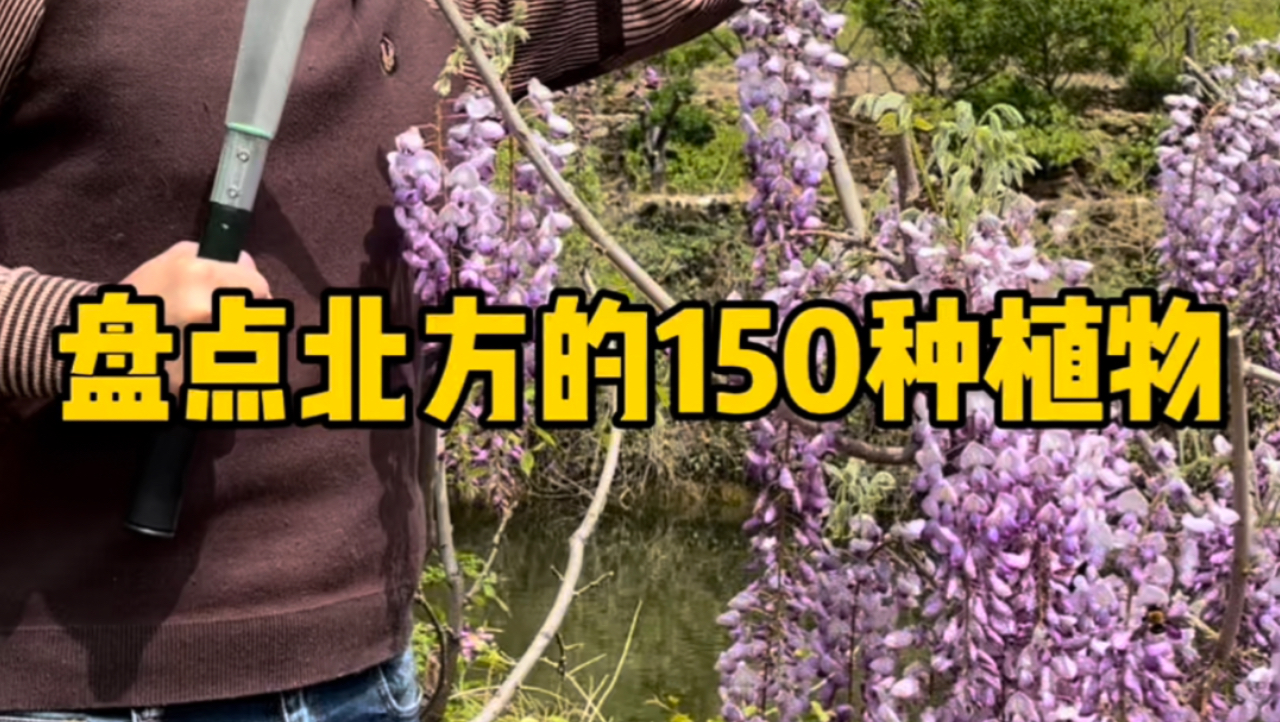 盘点北方的150种植物.哔哩哔哩bilibili