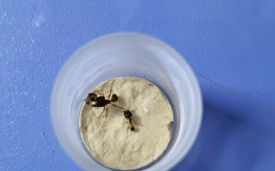 伊大头大战亮红大头蚁(1v2)