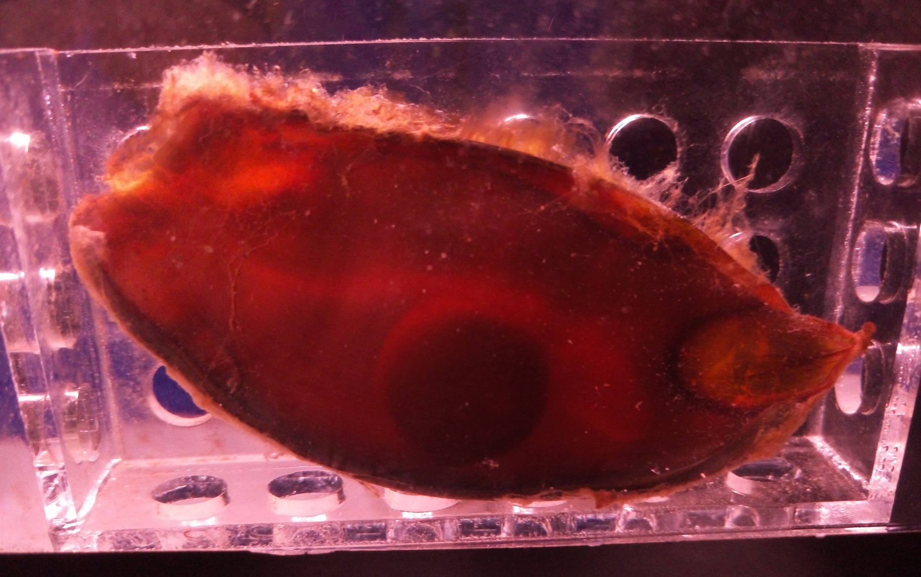 近距离观察点纹斑竹鲨chiloscylliumpunctatum卵鞘中的胚胎