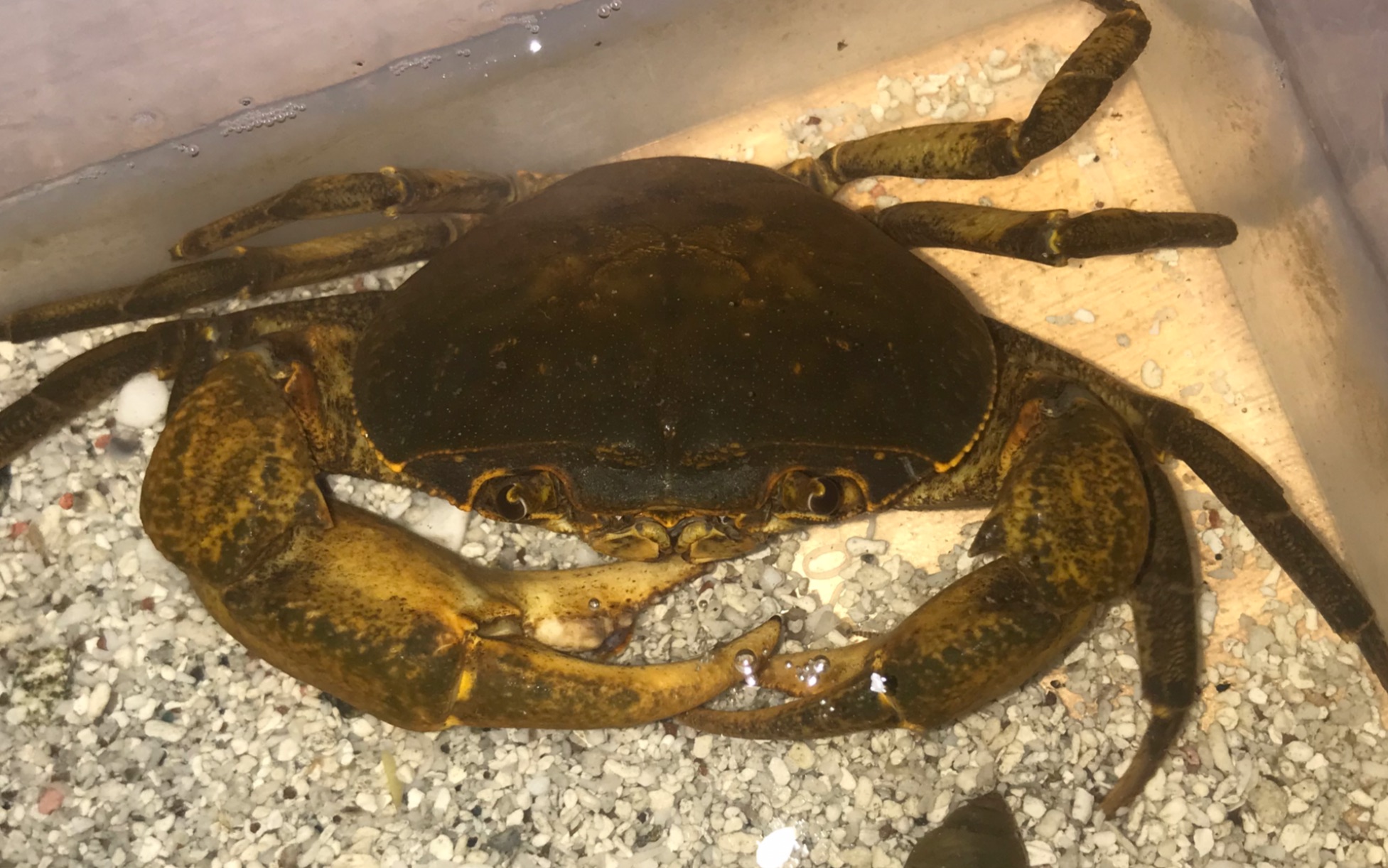 非仿溪蟹(apotamonautes hainanensis)吃田螺肉