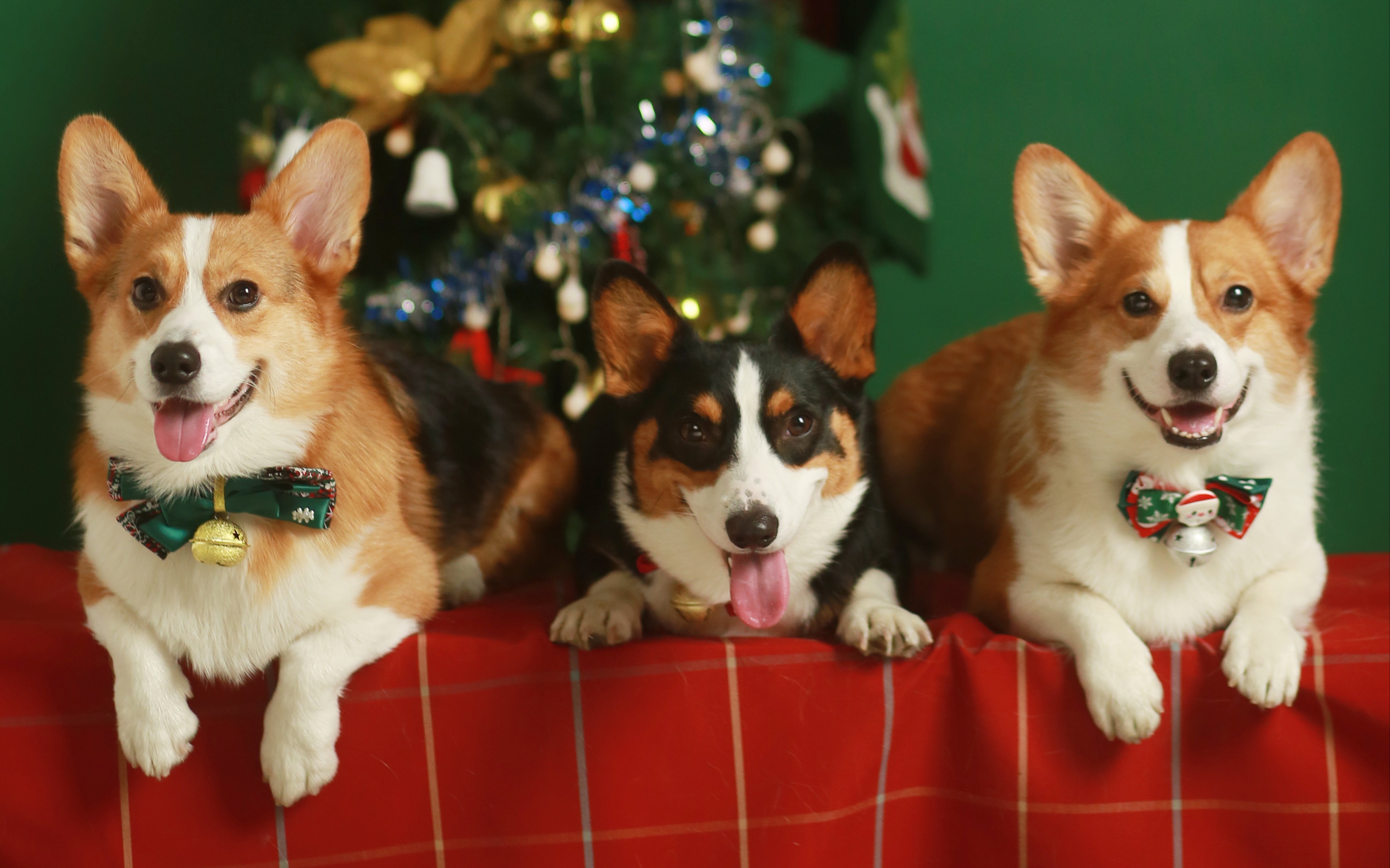 但看到狗狗可爱的样子,老母亲都萌化了【小短腿duby】