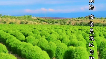 伊犁的雨水,织不出我对你的思念……哔哩哔哩bilibili