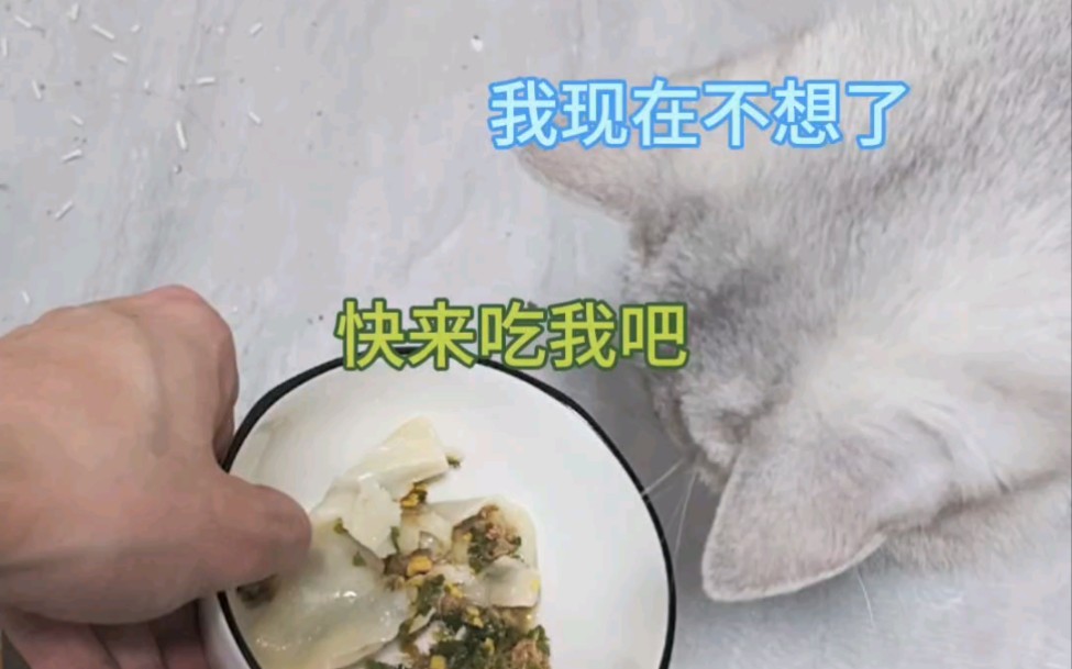 真的有小猫咪喜欢吃饺子吗?哔哩哔哩bilibili