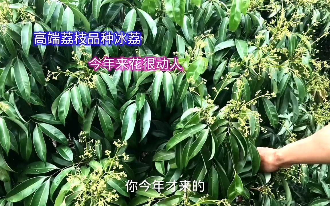 [图]今天来到新品种植基地，冰荔，岭丰糯，仙进奉等其它来花都很喜人