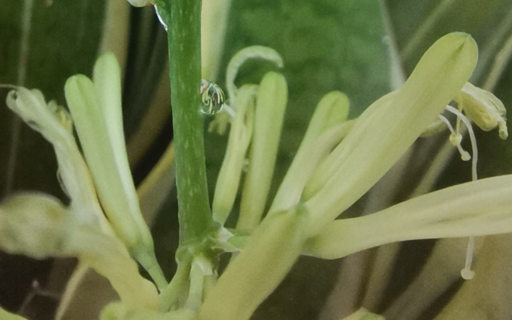 虎皮兰开花啦!是一根黄色的梗上面有几簇细长型花朵,花蕊会抽在外面,并不艳丽,但也有淡淡的香味儿.还有花蜜从花朵里向外面流呢!哔哩哔哩bilibili