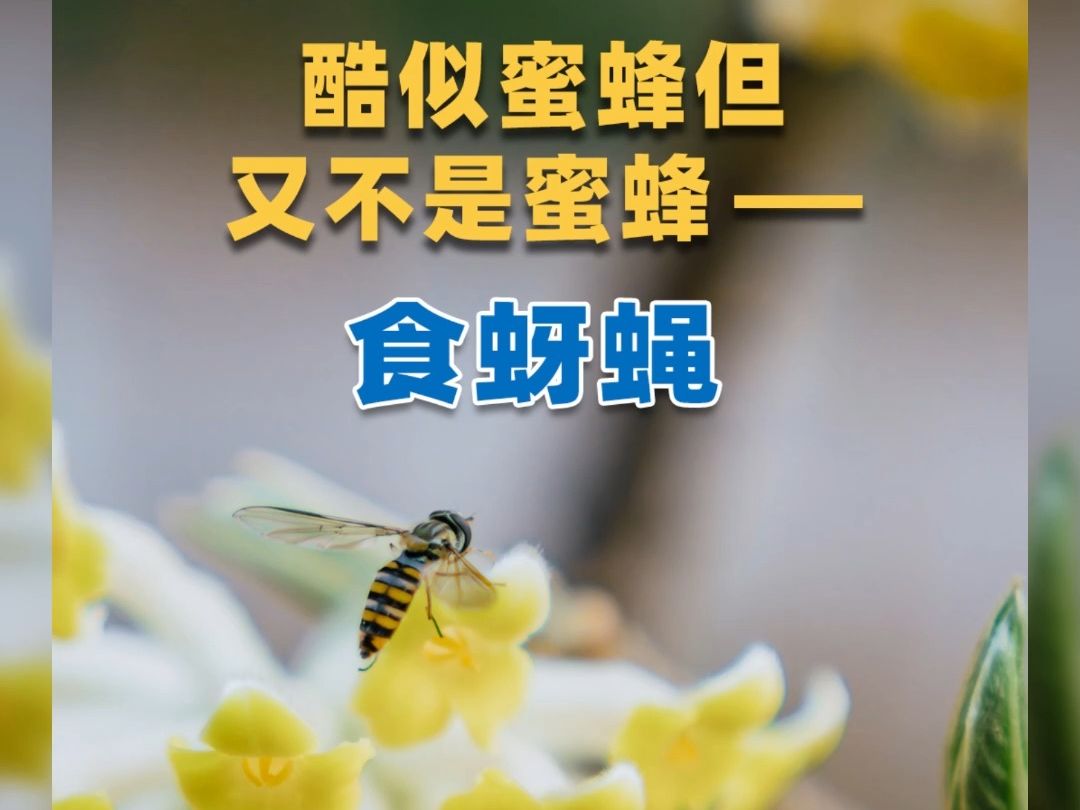 似蜂非蜂食蚜蝇哔哩哔哩bilibili